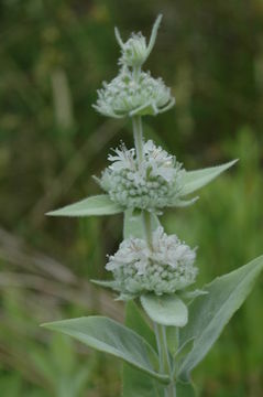 Image of Sierra mint