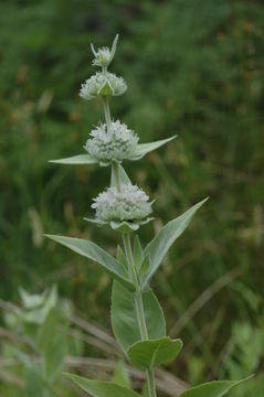 Image of Sierra mint