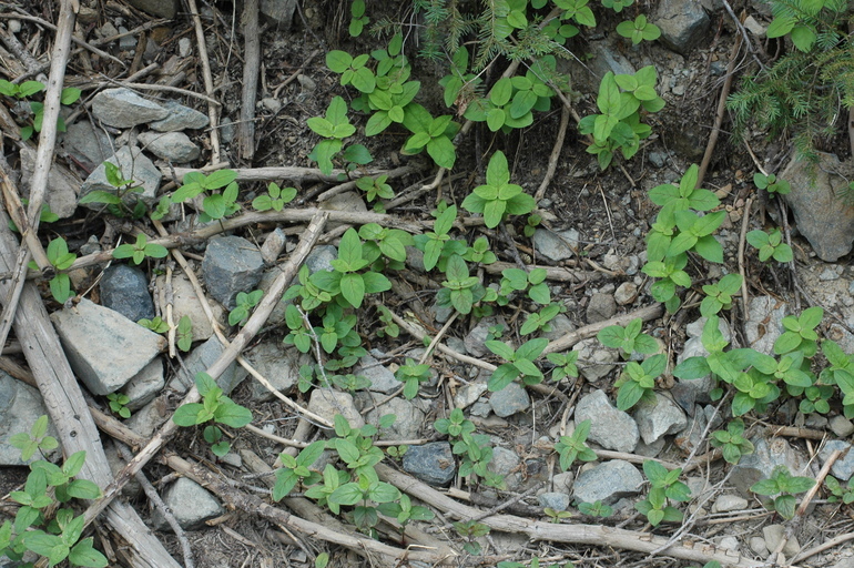 Image de Penstemon personatus D. D. Keck