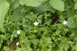 Claytonia palustris Swanson & Kelley resmi