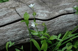 Image of Jonesville springbeauty