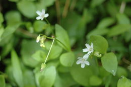 Claytonia palustris Swanson & Kelley resmi