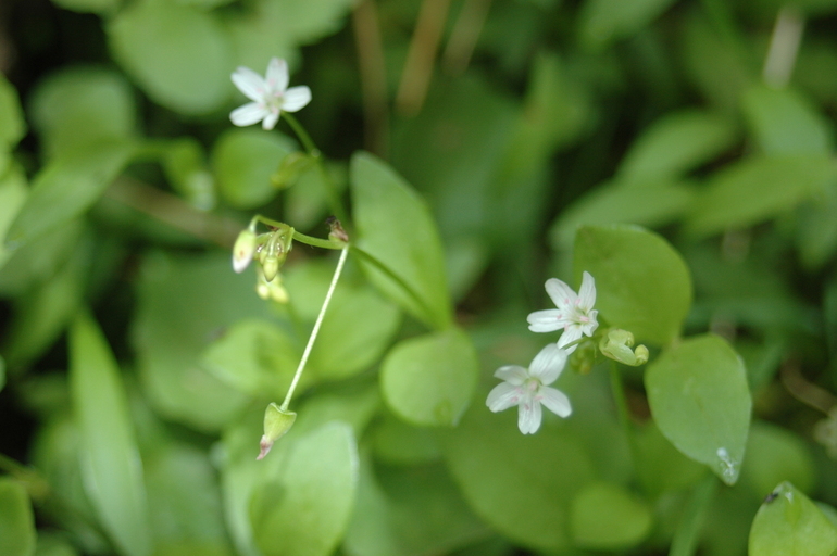 Claytonia palustris Swanson & Kelley resmi