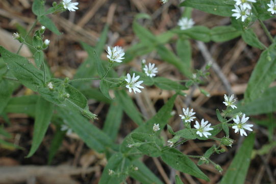 Image of tuber starwort