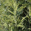 Image of tall brome