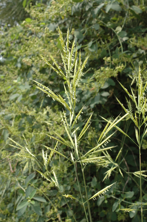Image of tall brome