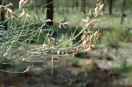 Imagem de Astragalus inversus M. E. Jones