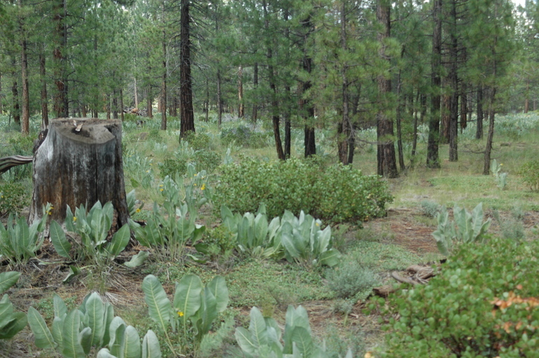 Imagem de Astragalus inversus M. E. Jones