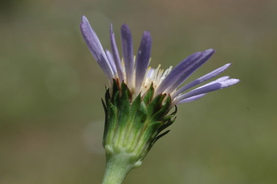 Image of Plumas Mountaincrown