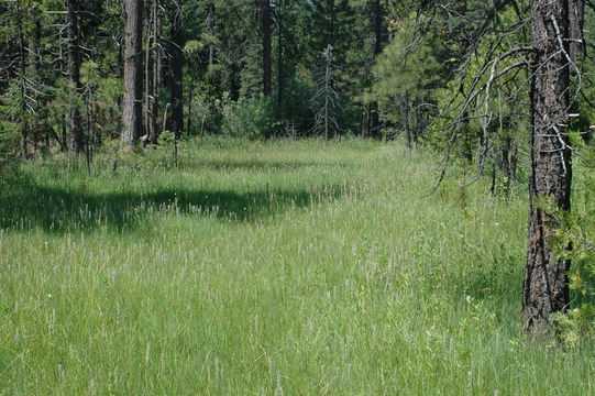 Image of Plumas Mountaincrown