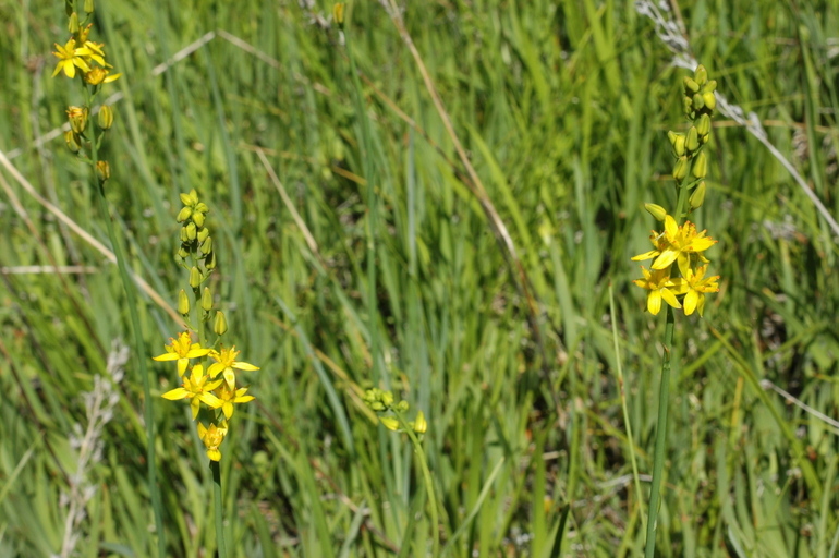 Image of California bog asphodel