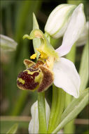 Image of Bee orchid