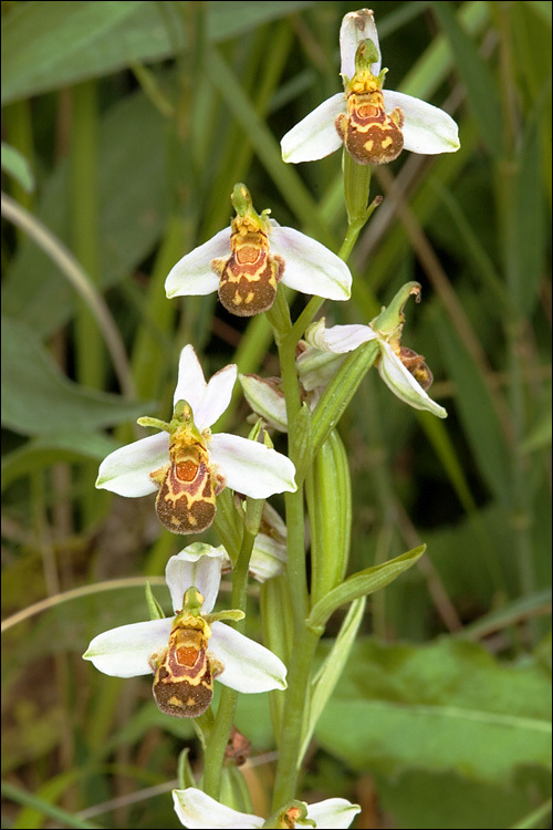 Image of Bee orchid