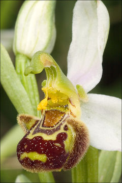 Image of Bee orchid