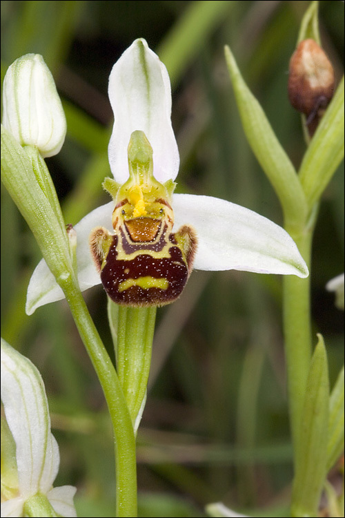 Image of Bee orchid