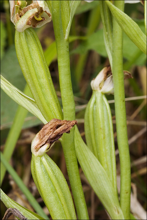 Image of Bee orchid