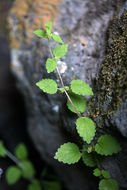 Image of western stingingnettle