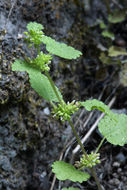 Image of western stingingnettle