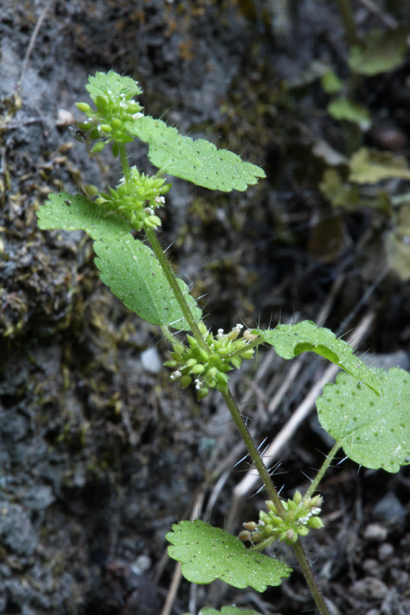 Hesperocnide tenella Torr.的圖片