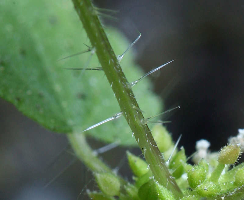 Image of western stingingnettle