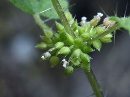 Image of western stingingnettle