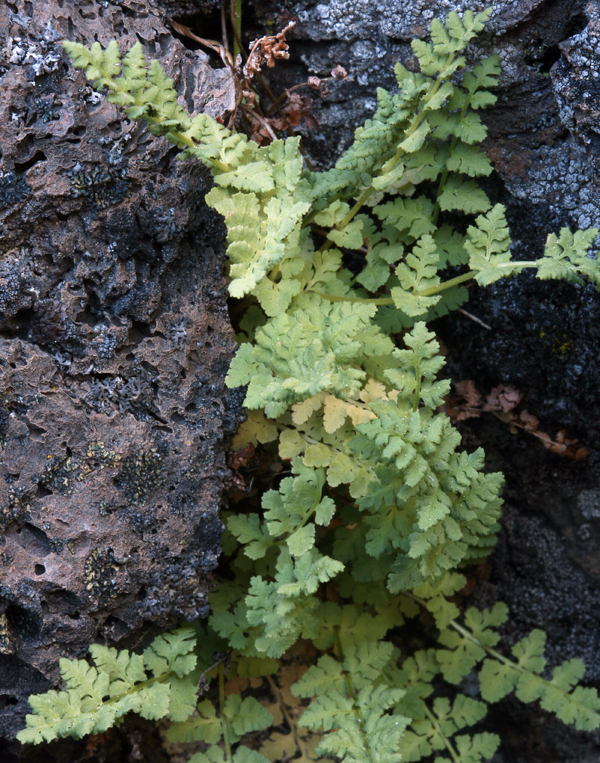 Image of Oregon cliff fern