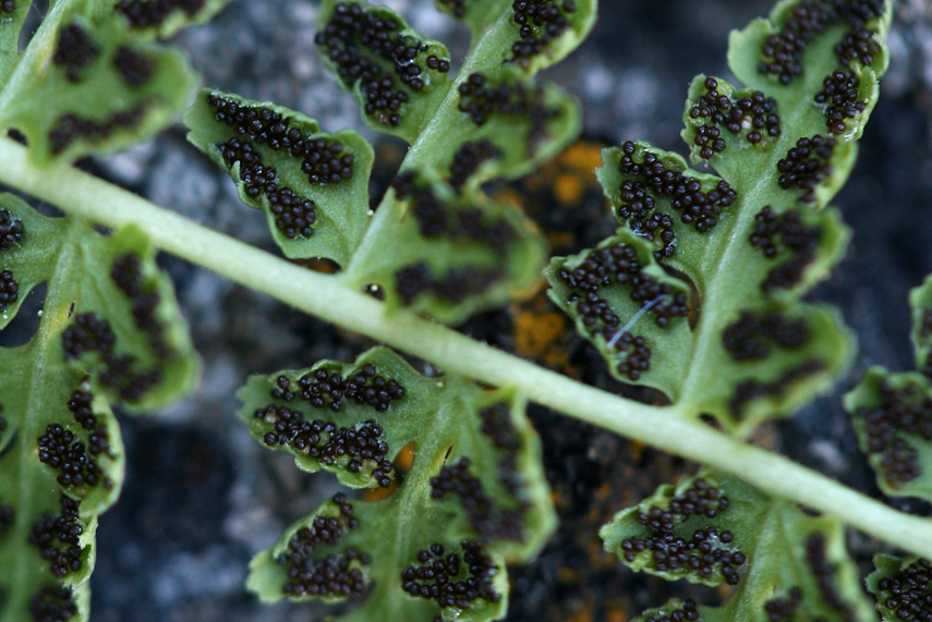 Image of Oregon cliff fern