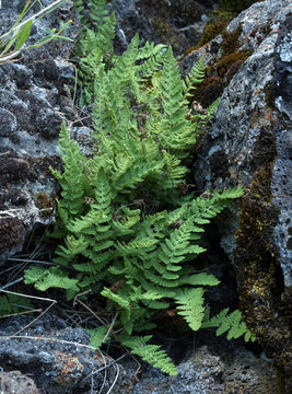 Image of <i>Woodsia scopulina</i> D. C. Eaton