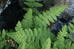 Image of Rocky Mountain woodsia