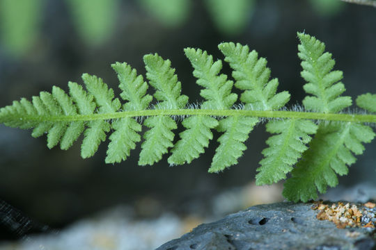 Image of <i>Woodsia scopulina</i> D. C. Eaton