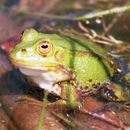 Image of Pool Frog