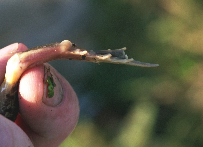 Image de grenouille des champs, grenouille oxyrhine