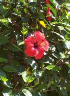 Image of China rose