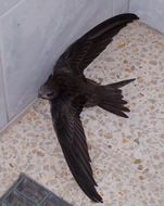 Image of swift, common swift