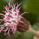 Image of Alpine Coltsfoot