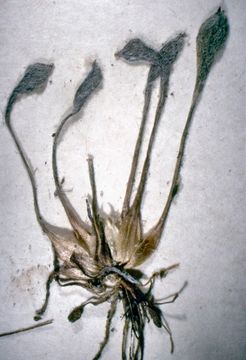 Image of Ancistrocarphus keilii Morefield