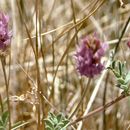 Astragalus lentiginosus var. sesquimetralis (Rydb.) Barneby的圖片