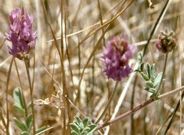 Imagem de Astragalus lentiginosus var. sesquimetralis (Rydb.) Barneby