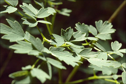 Image of lesser meadow-rue