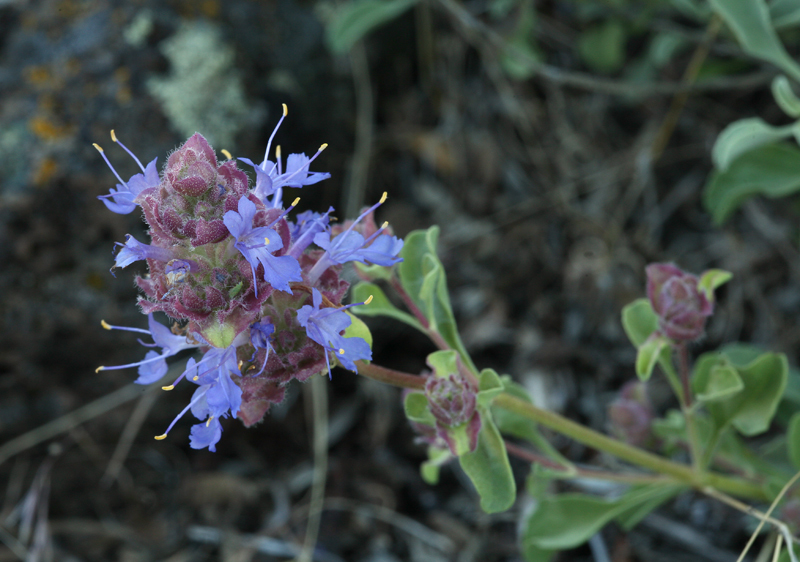 Image of Desert Ramona