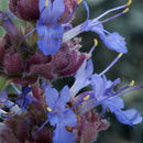 Salvia dorrii var. incana (Benth.) Strachan resmi