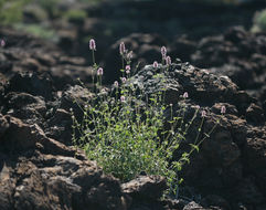 Imagem de Agastache parvifolia Eastw.