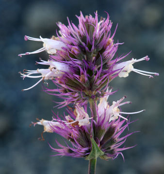 Imagem de Agastache parvifolia Eastw.