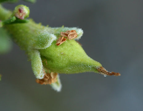 Image of antelope bitterbrush