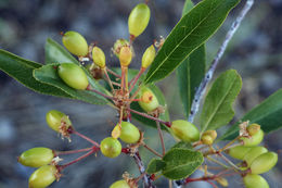 Image of Bitter Cherry