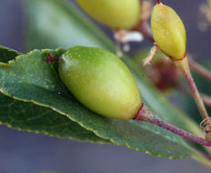 Image of Bitter Cherry