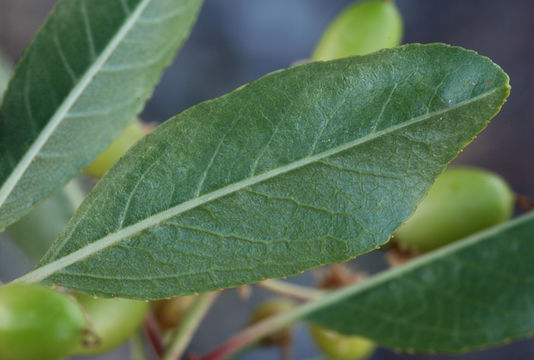 Image of Bitter Cherry