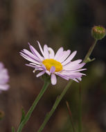 Image of threadleaf fleabane