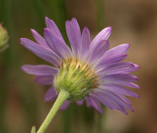 Image of threadleaf fleabane