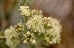 Image of granite buckwheat